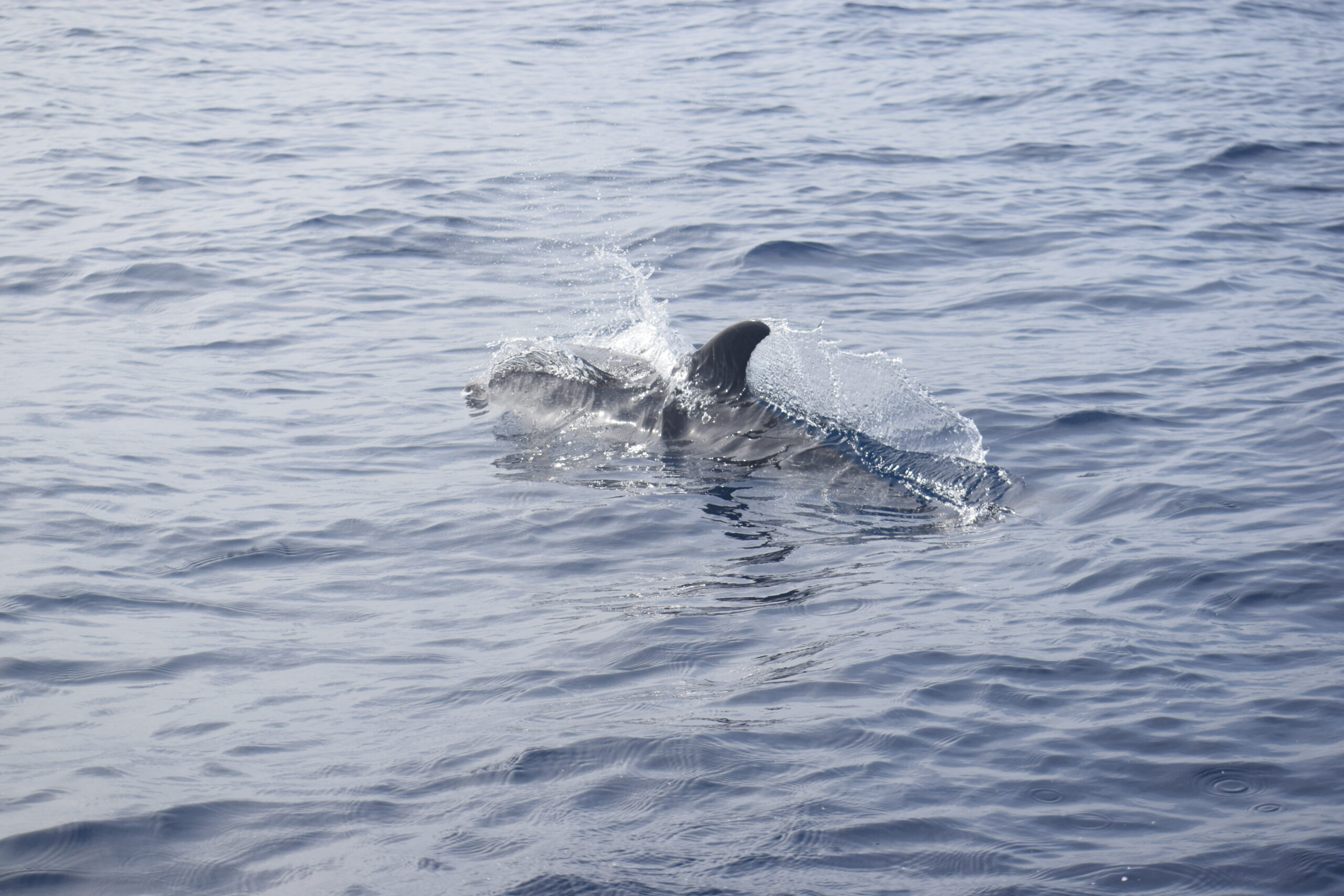 Delfines Tenerife
