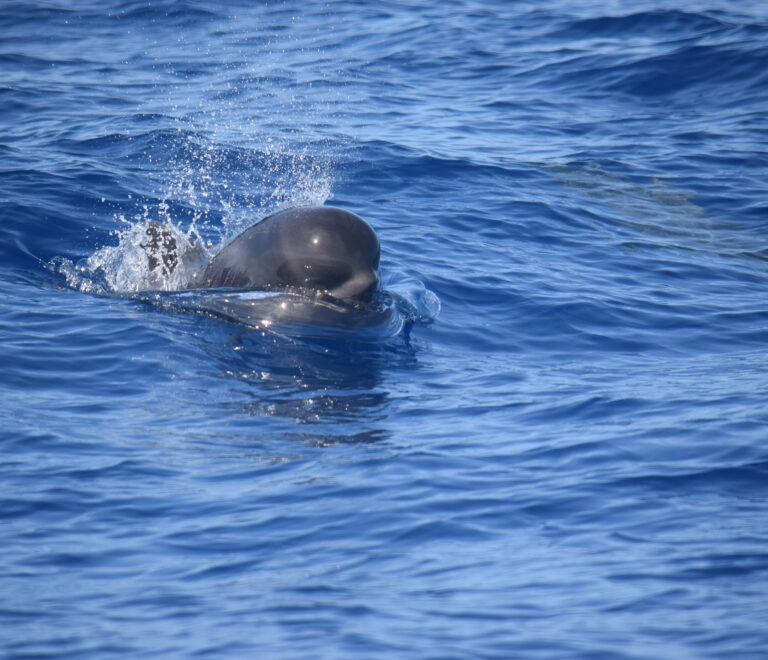 Pilot whales