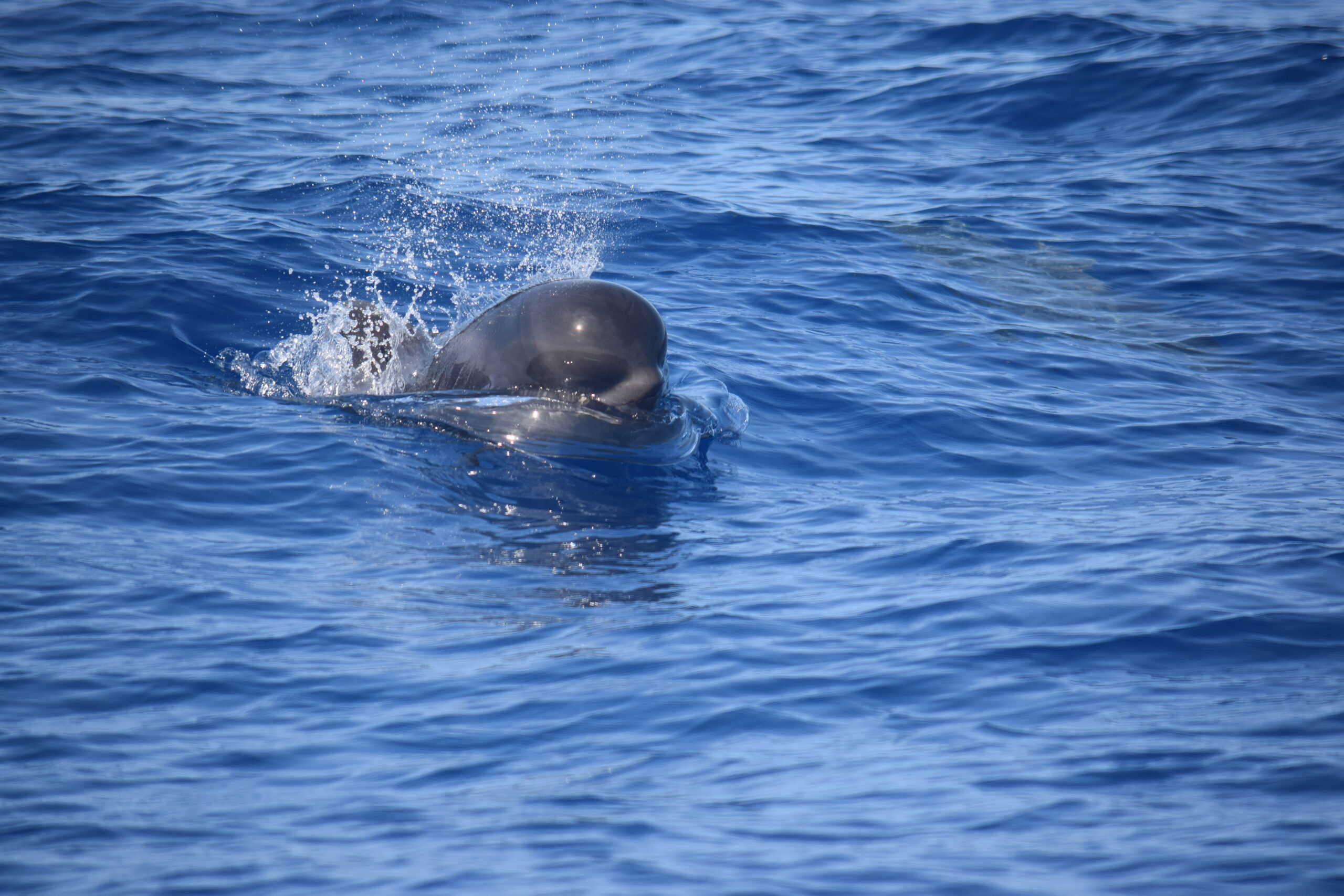 Pilot whales