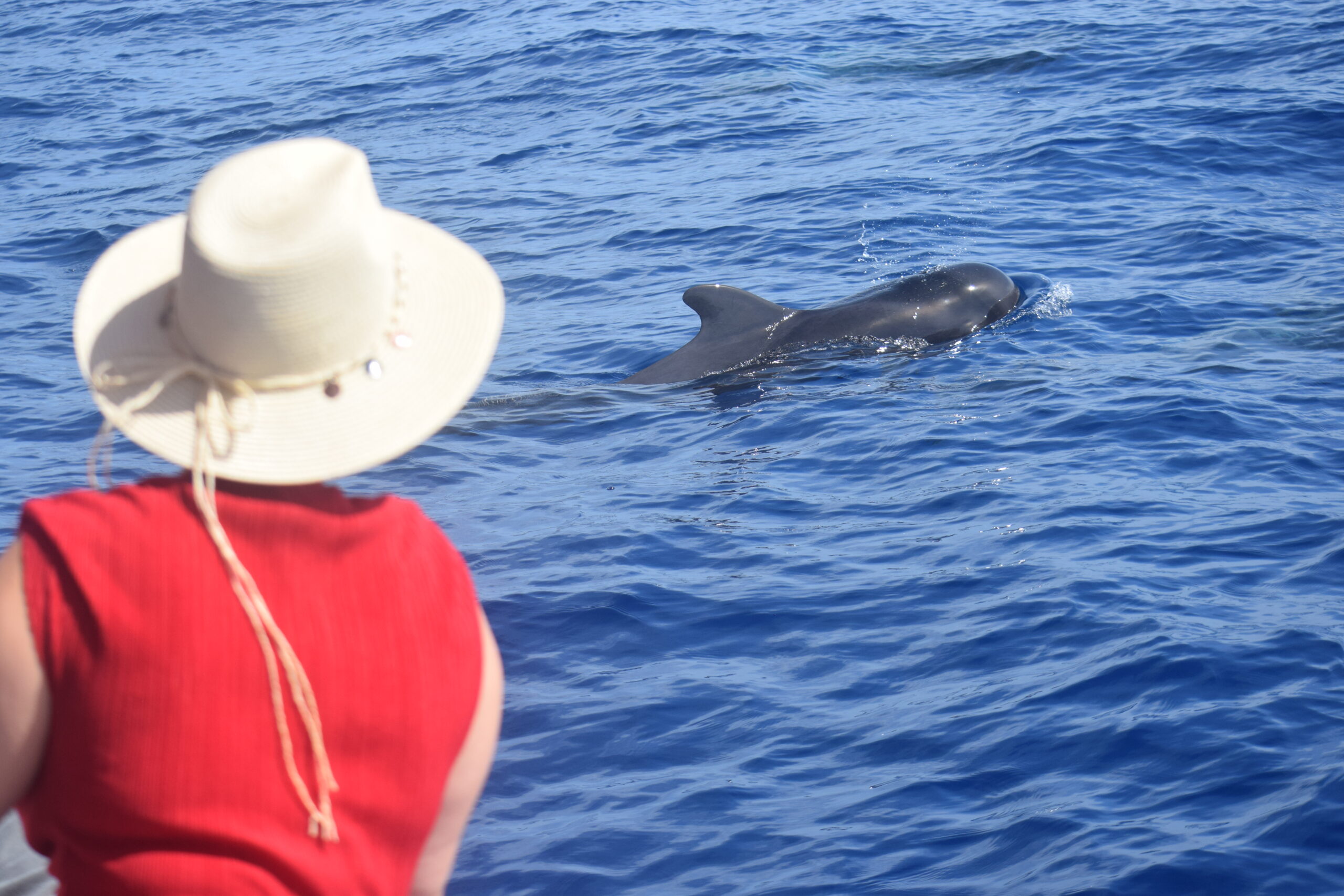 Whale Watching Tenerife