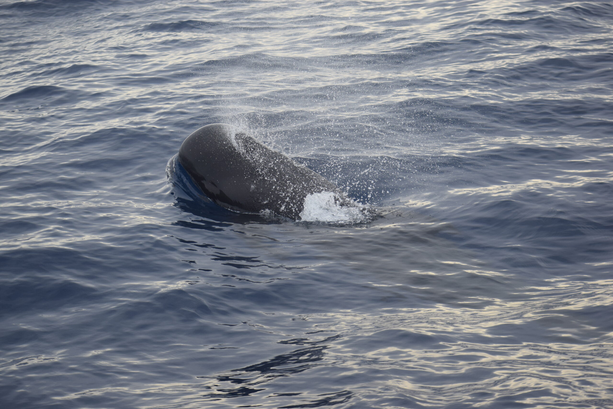 Whale Watch Tenerife
