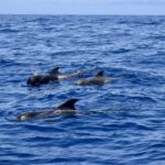 Cetaceans Tenerife