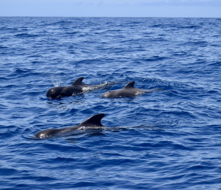 Cetaceans Tenerife