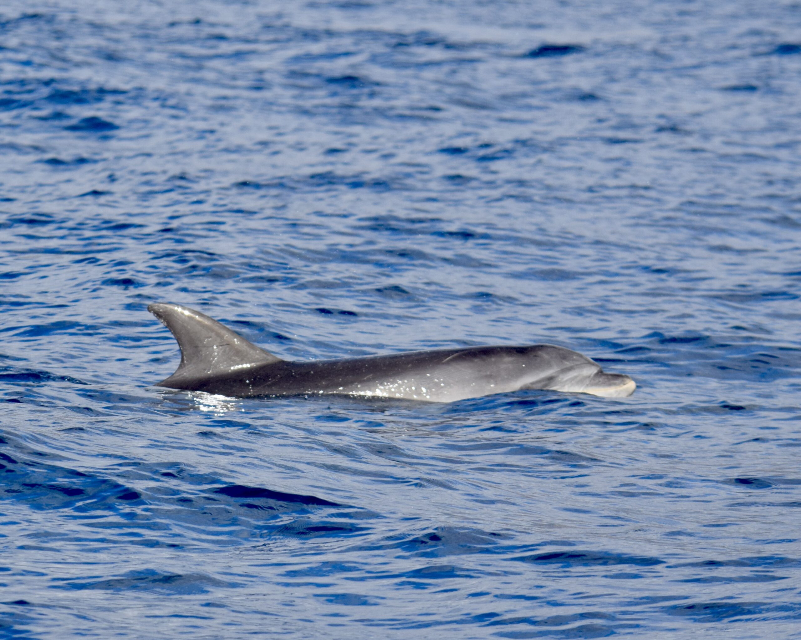 Delfines Tenerife Canarias