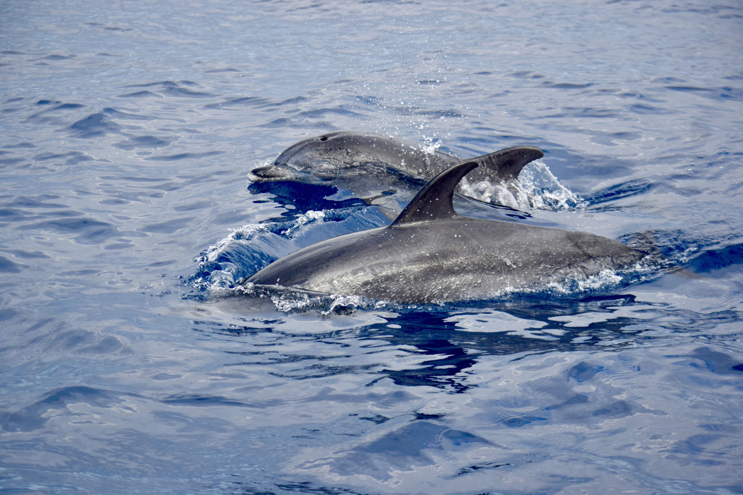 Atlantic spotted dolphins