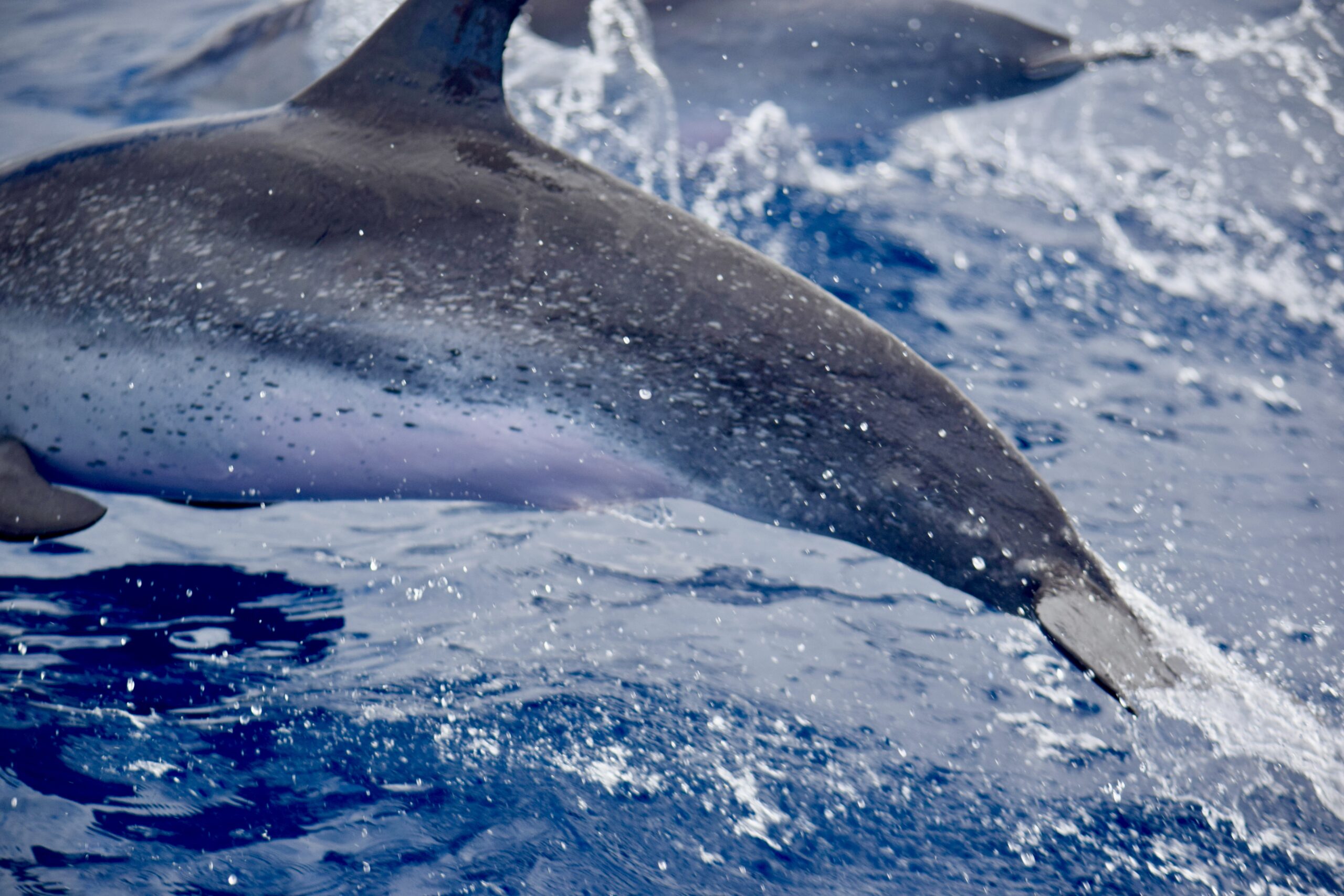 Atlantic spotted dolphins