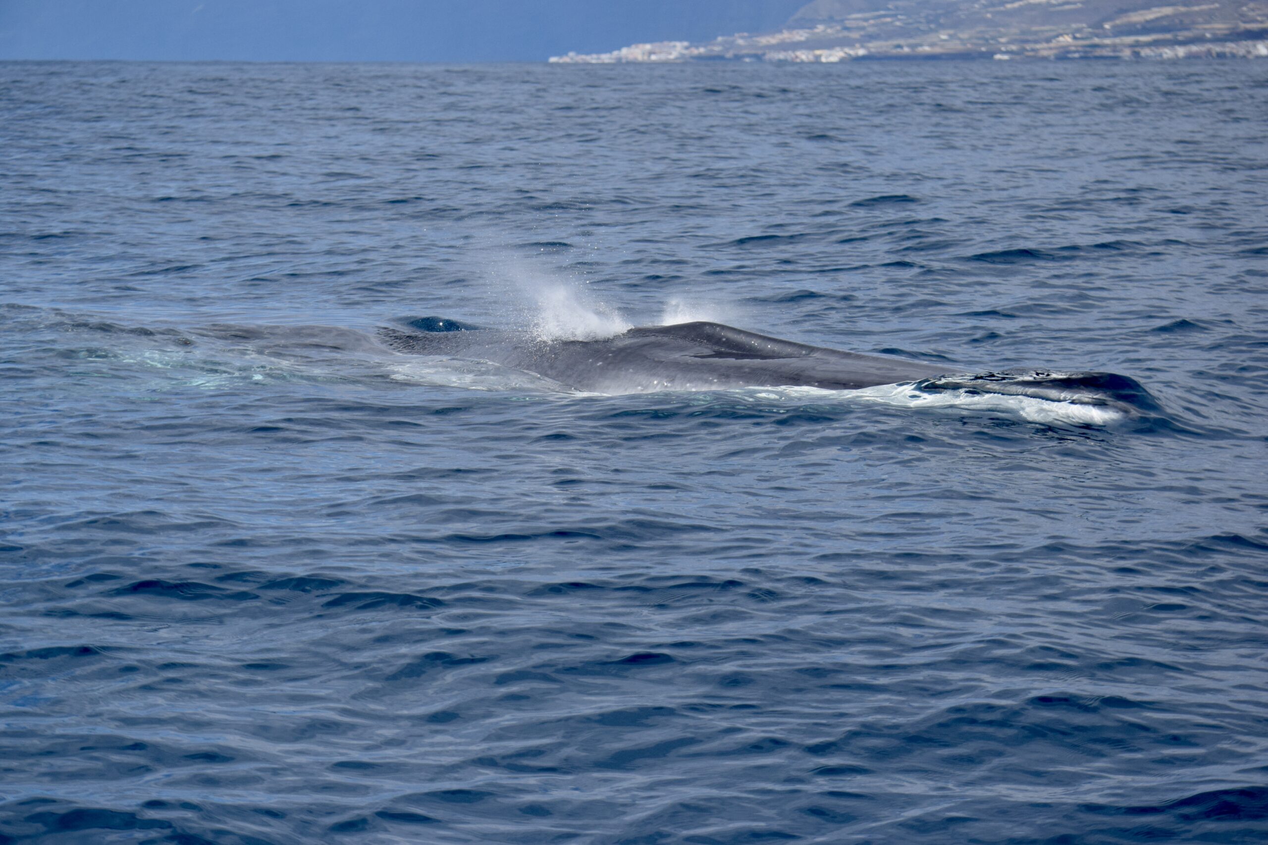 Fin Whale in Tenerife