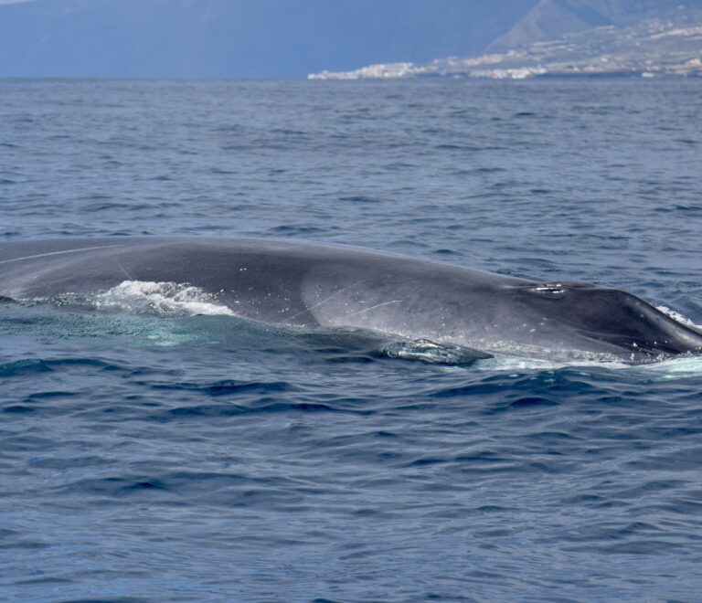 Fin Whale