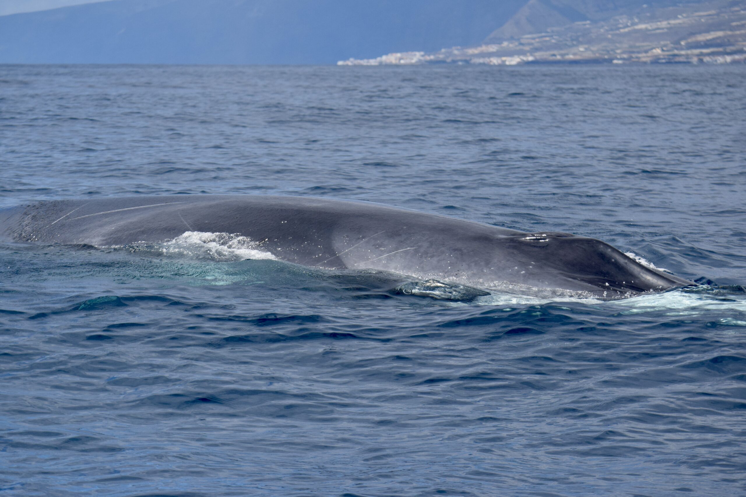 Fin Whale