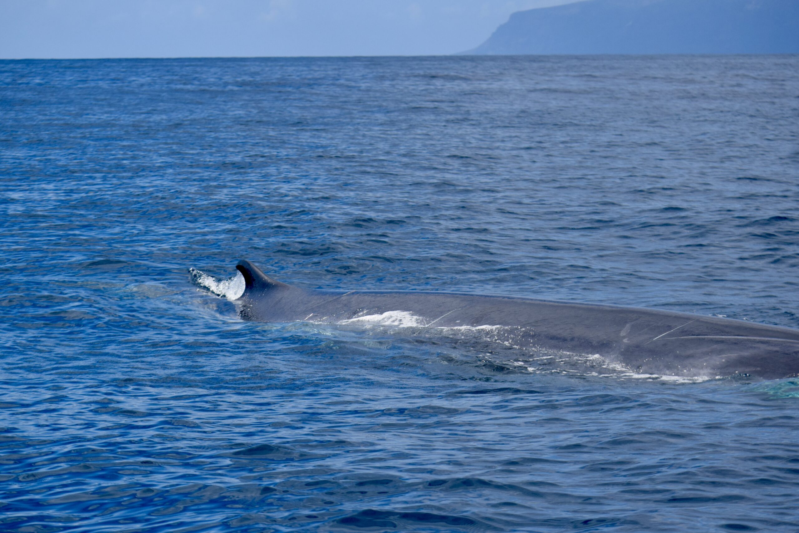 Fin Whale Canary Islands