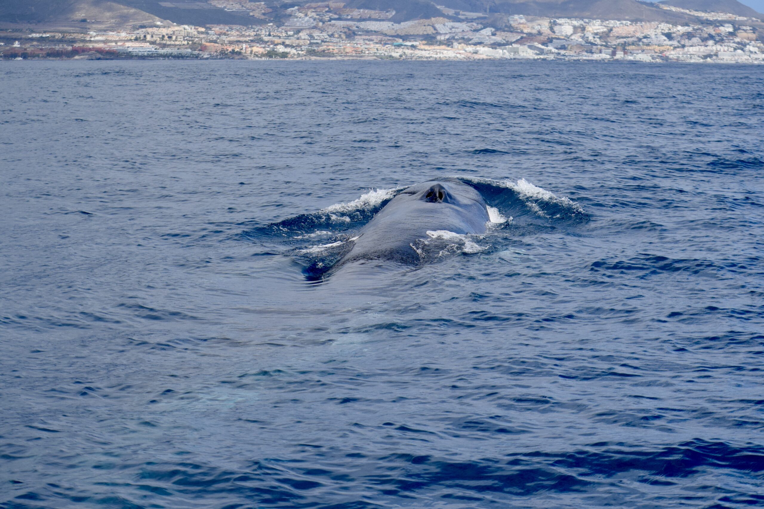 Fin Whale Costa Adeje