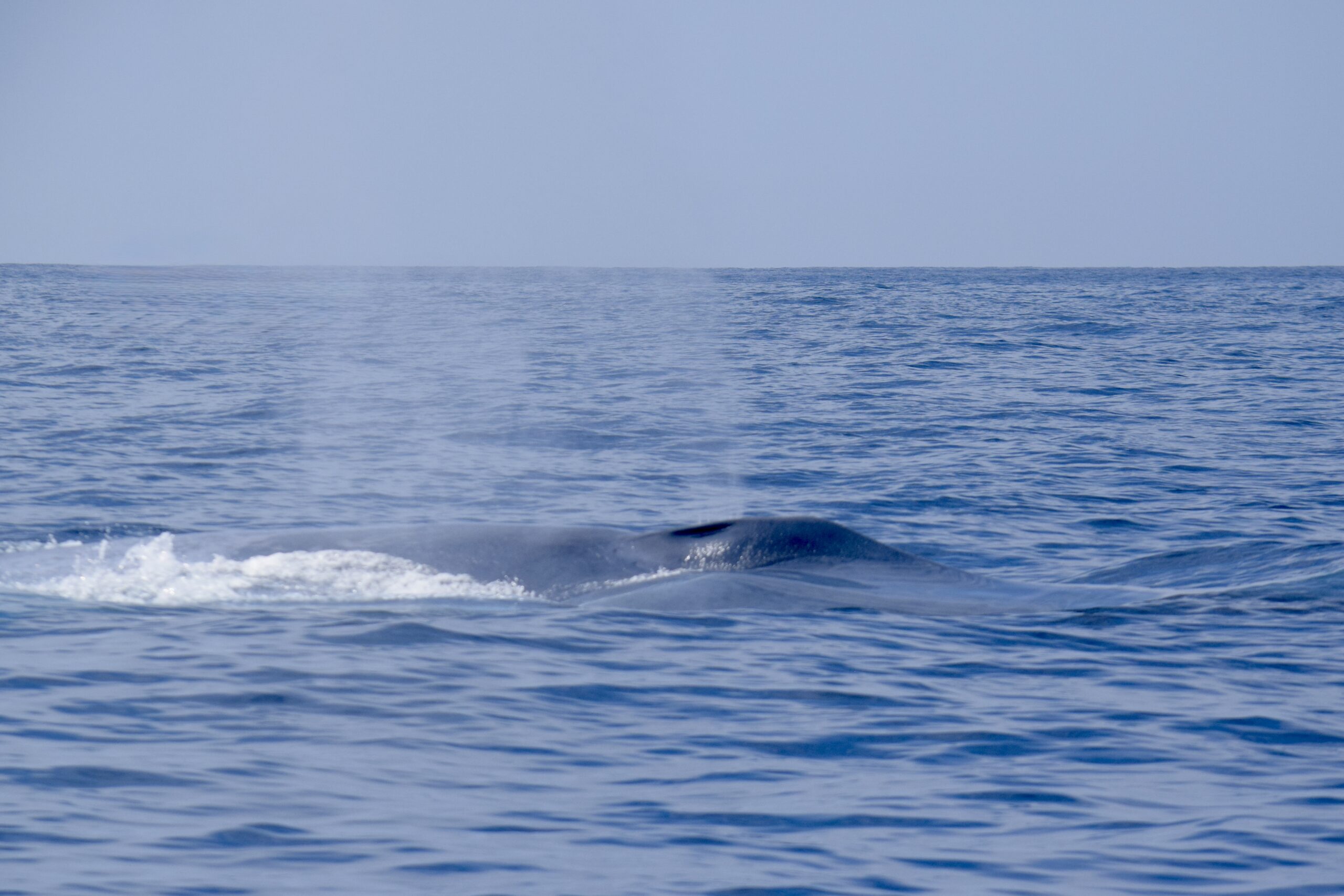 Blue whale in Tenerife