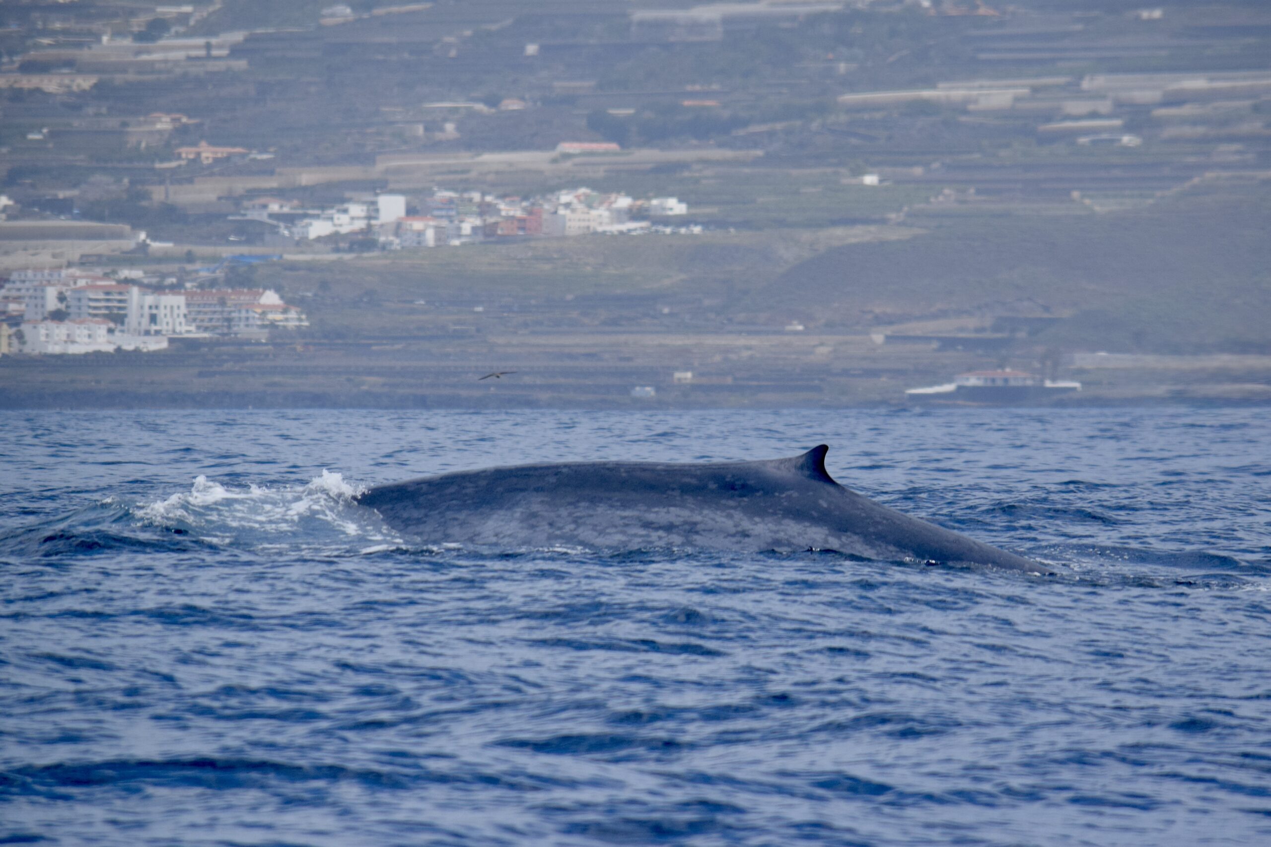 Whale Tenerife