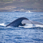 Blue whale