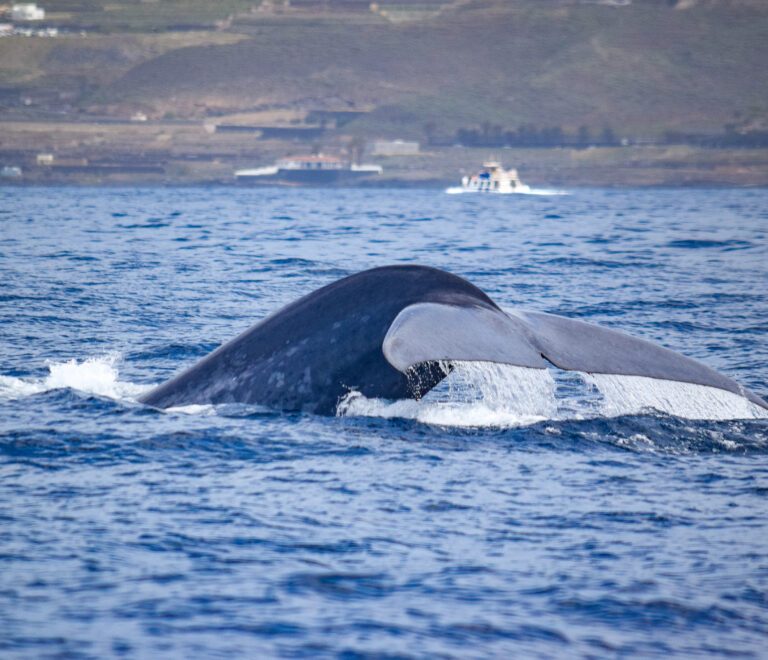 Blue whale