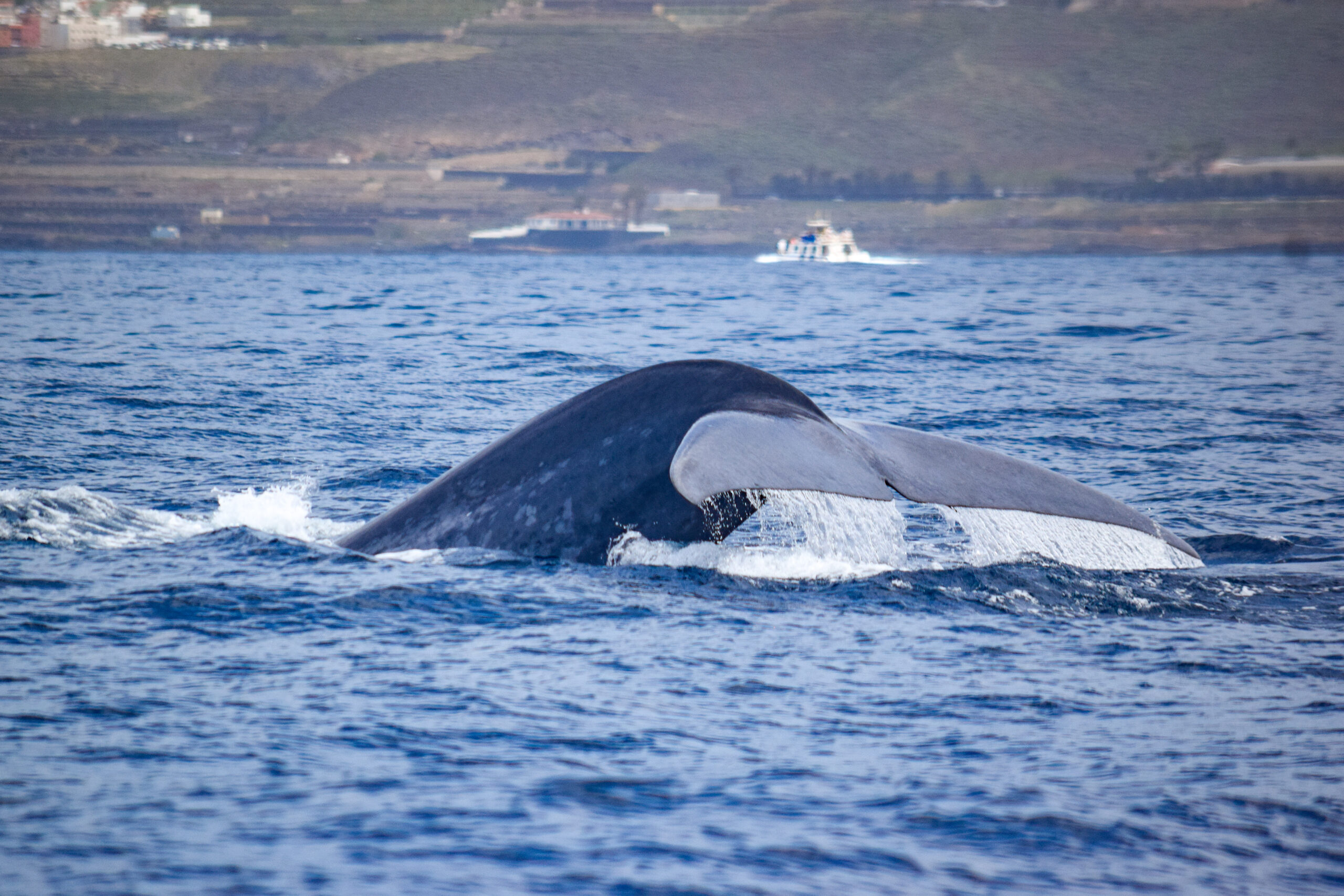 Blue whale