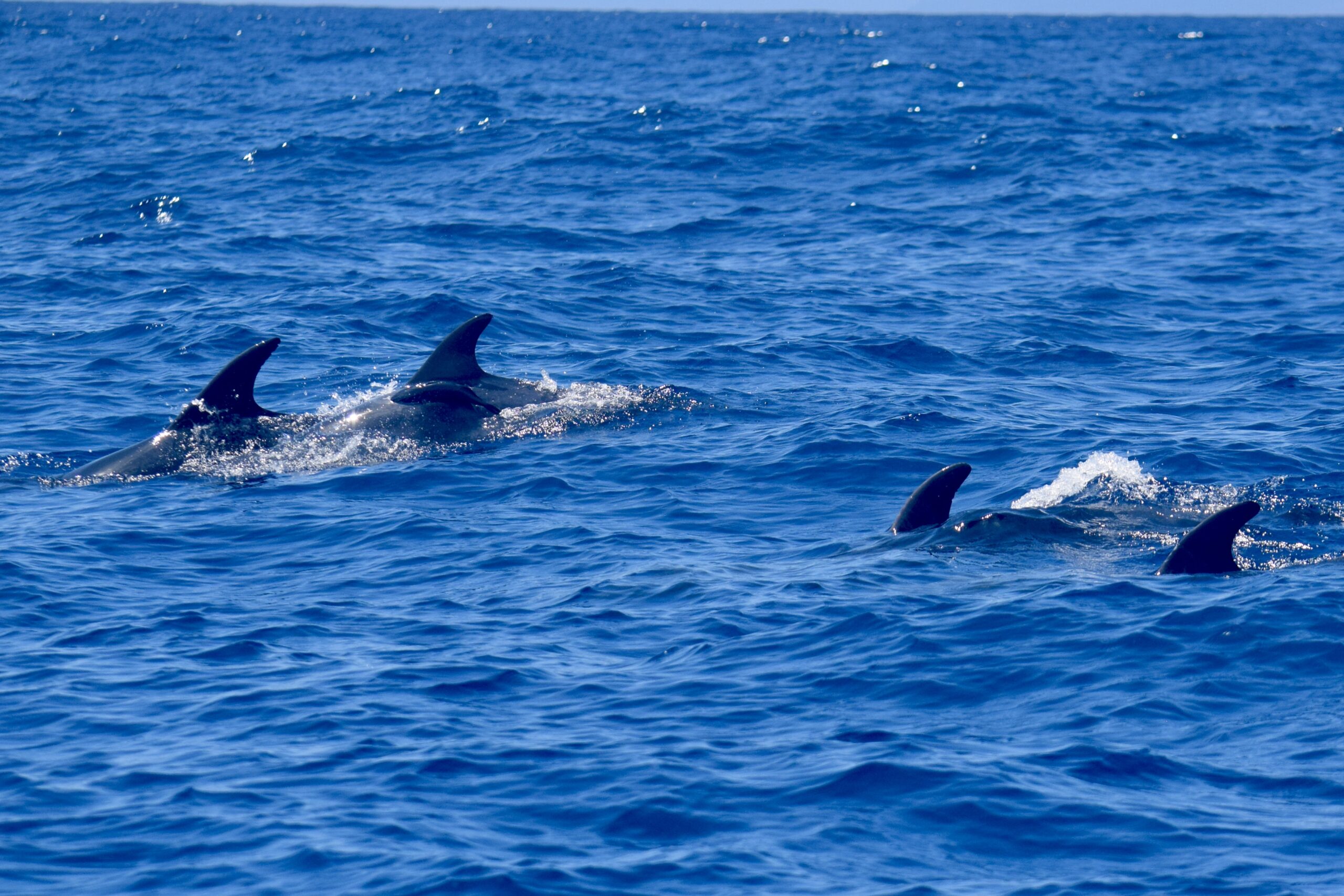 Remoras in Tenerife