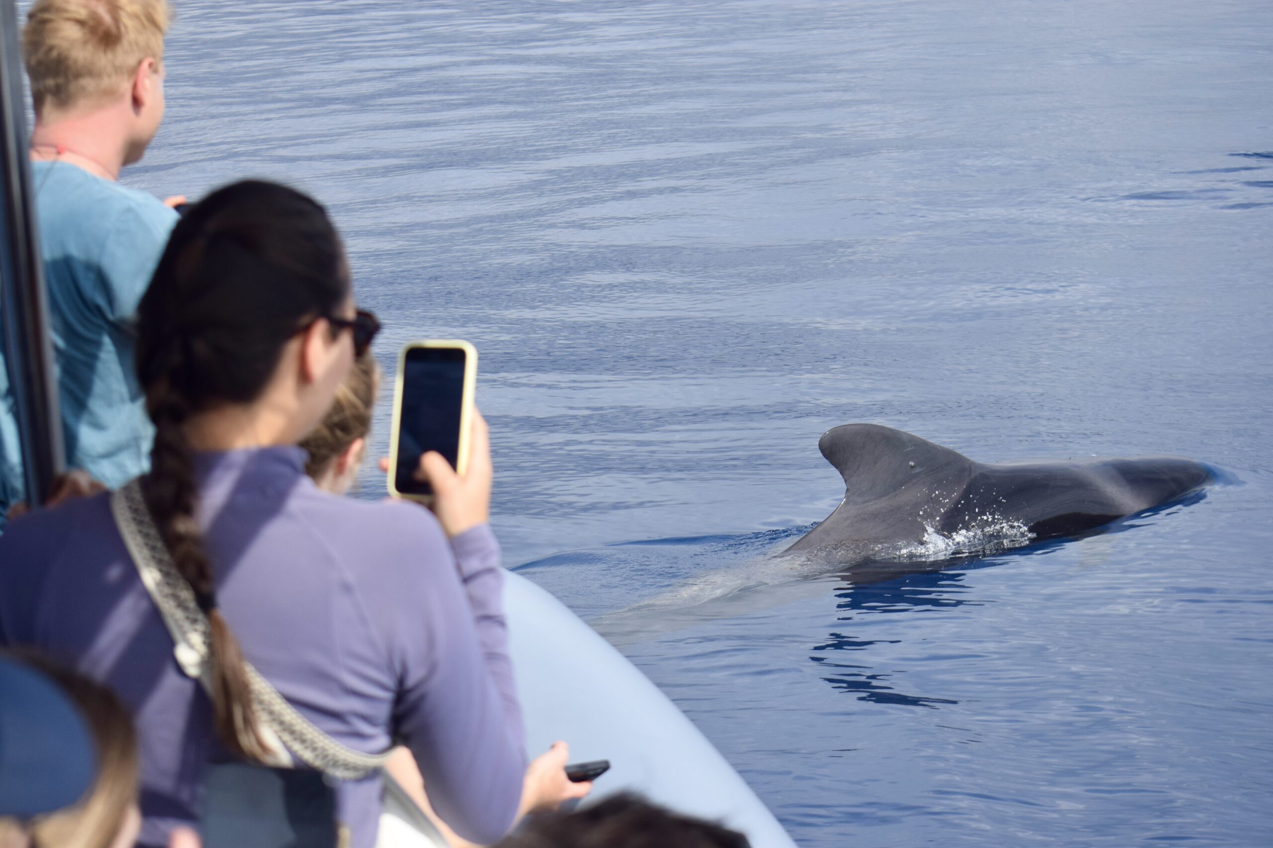 Whale Watch Tenerife
