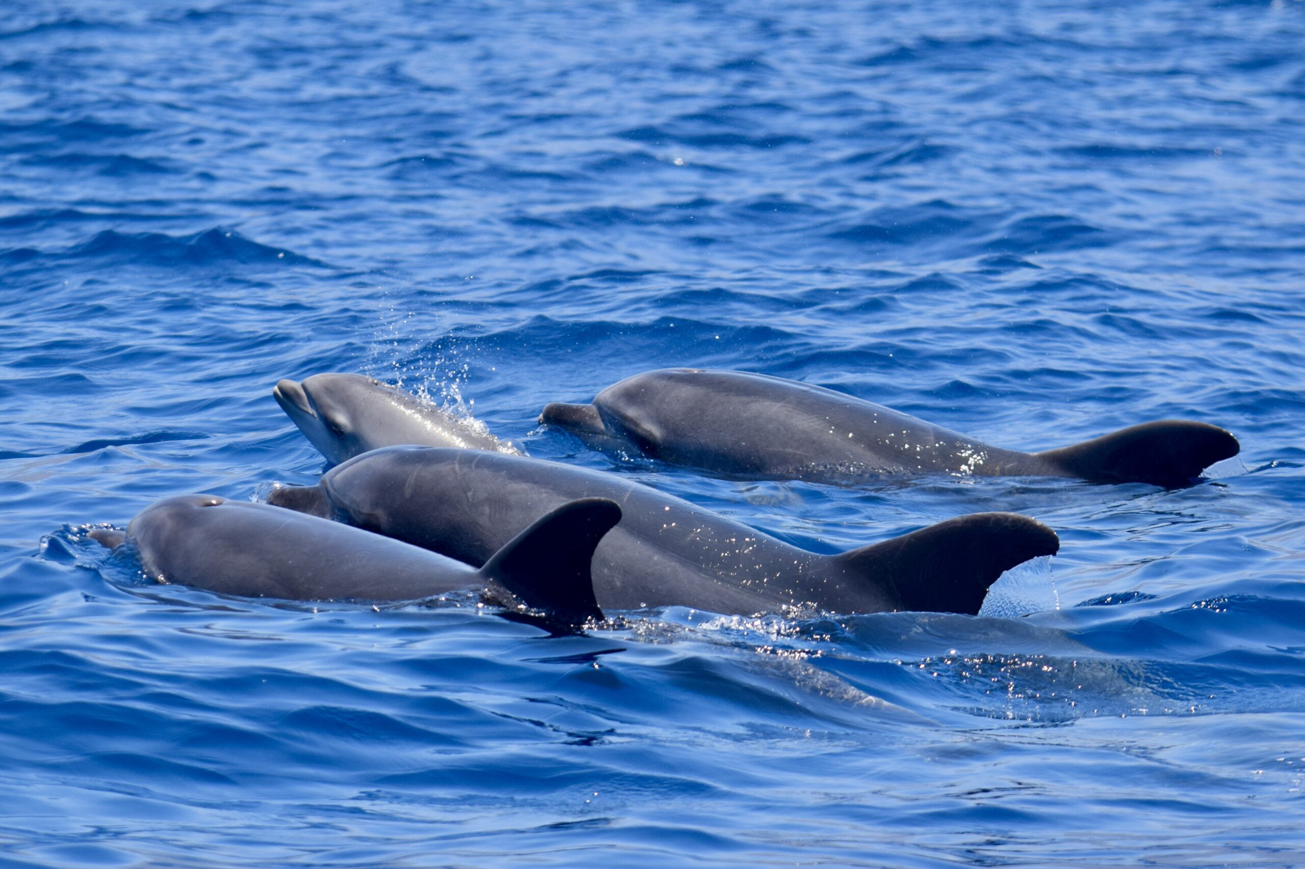 Delfines 