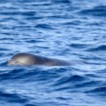 Cetacei Tenerife