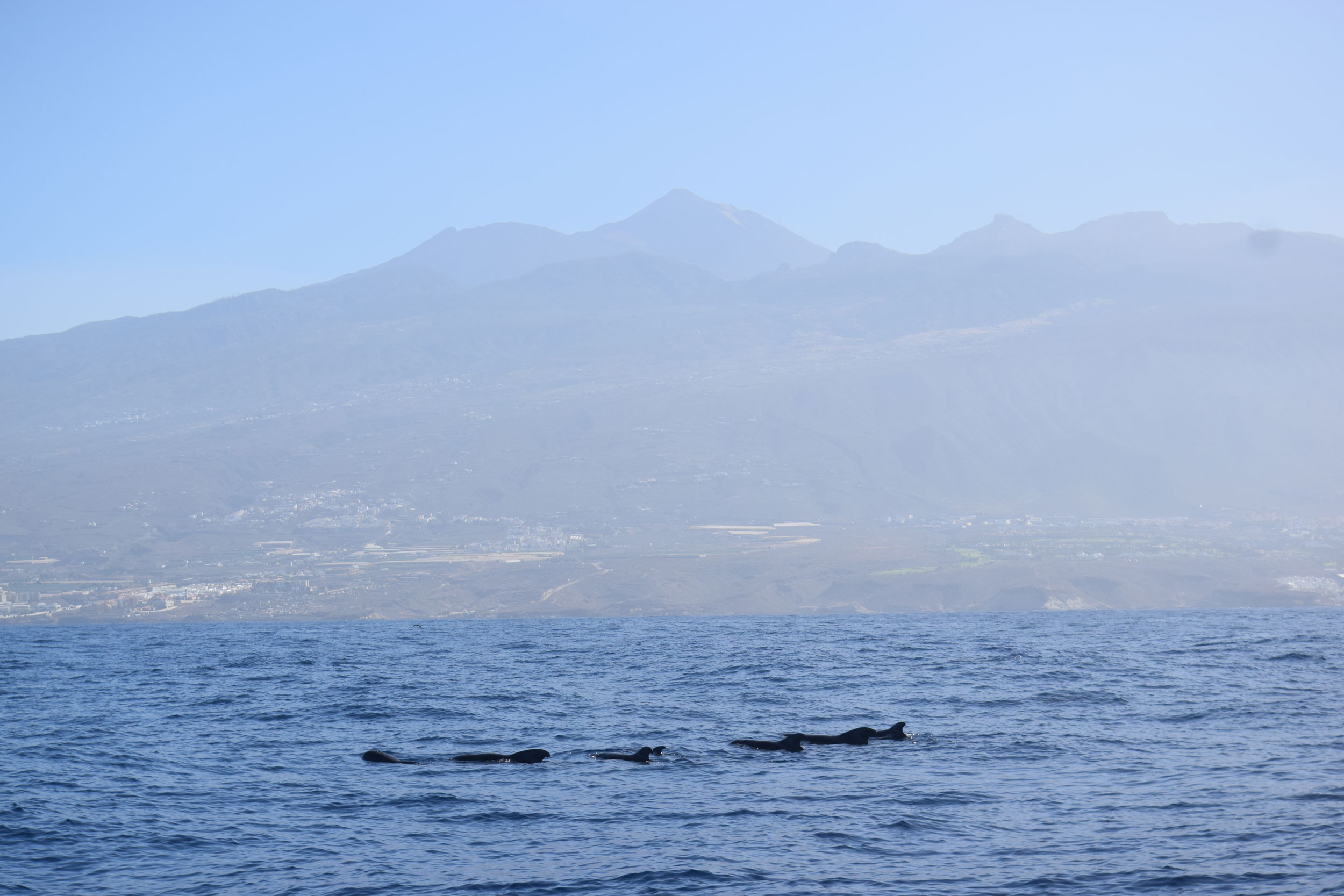 Costa Adeje: The Heart of Whale Watching in Tenerife