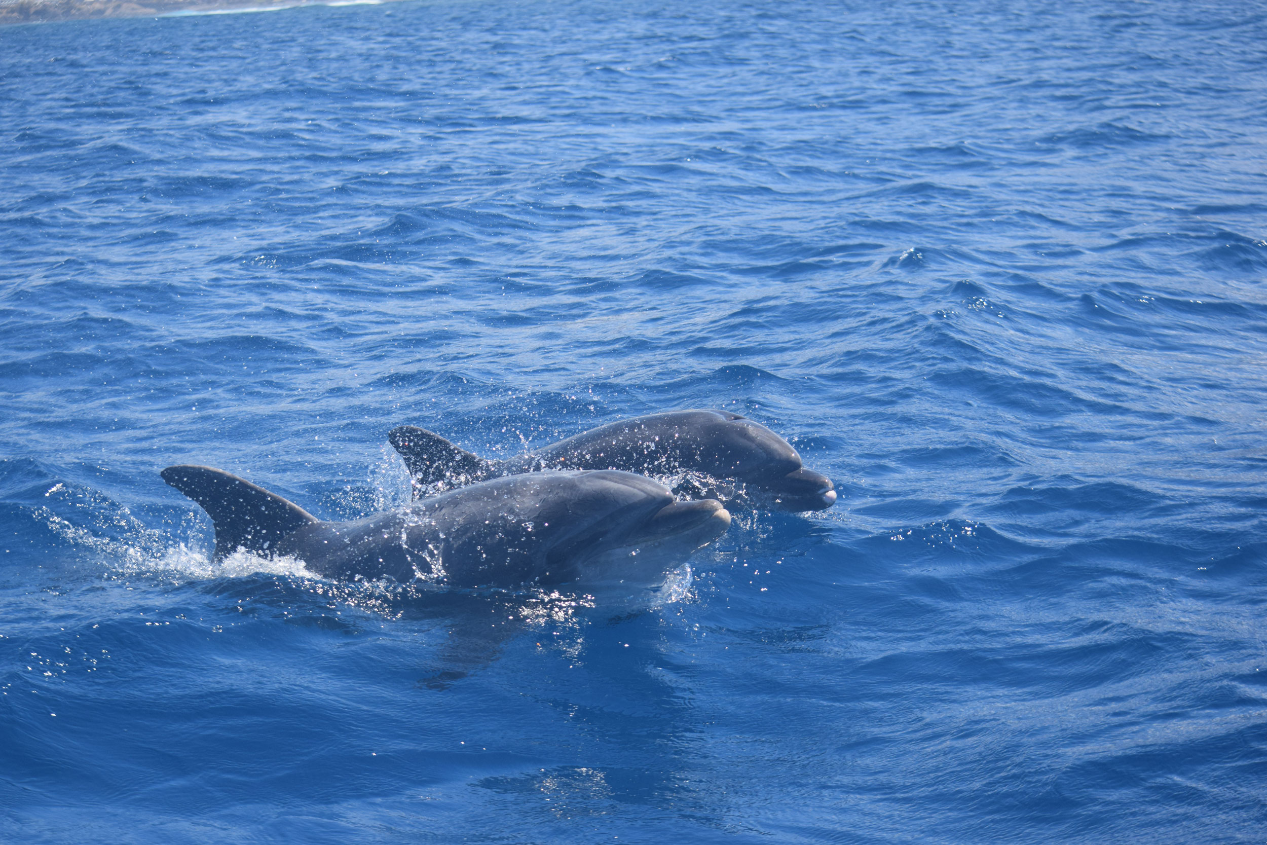 Bottlenose dolphin: intelligence and curiosity