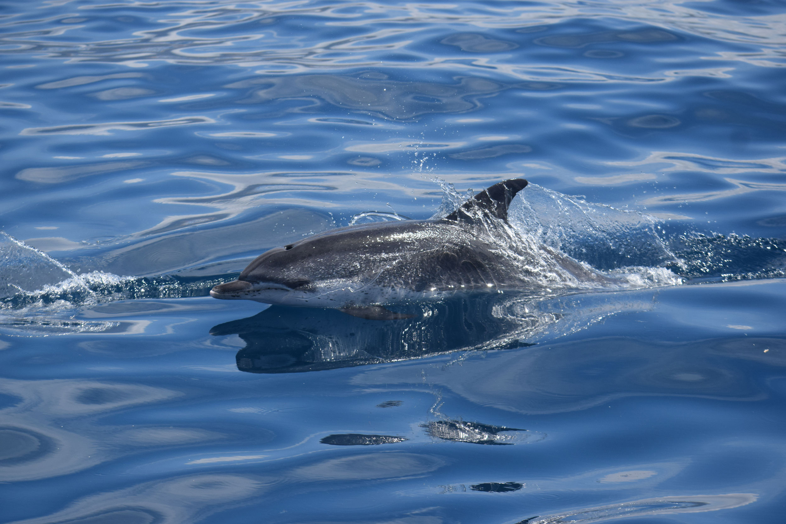Spotted Dolphin