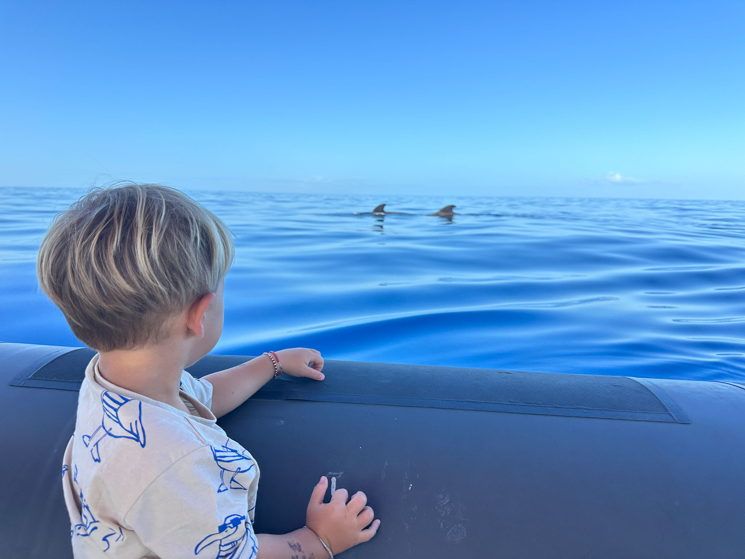 whale watching in Tenerife