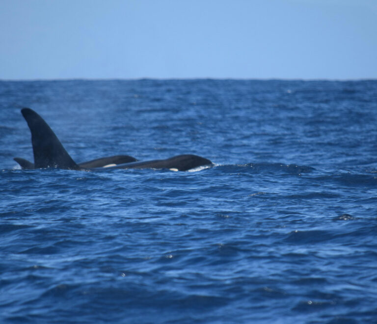 Orca