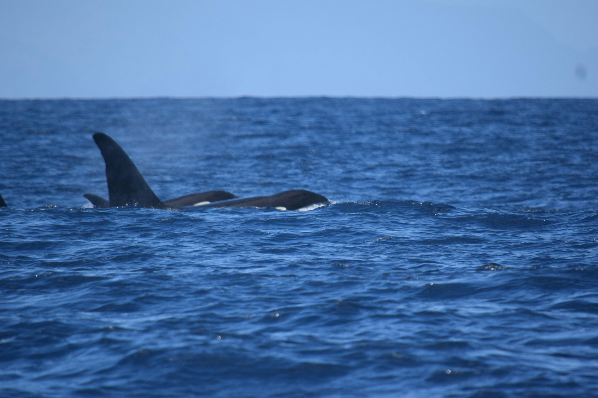 Orca