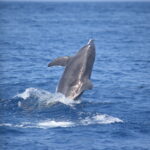 Delfines Tenerife