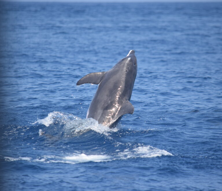 Delfines Tenerife