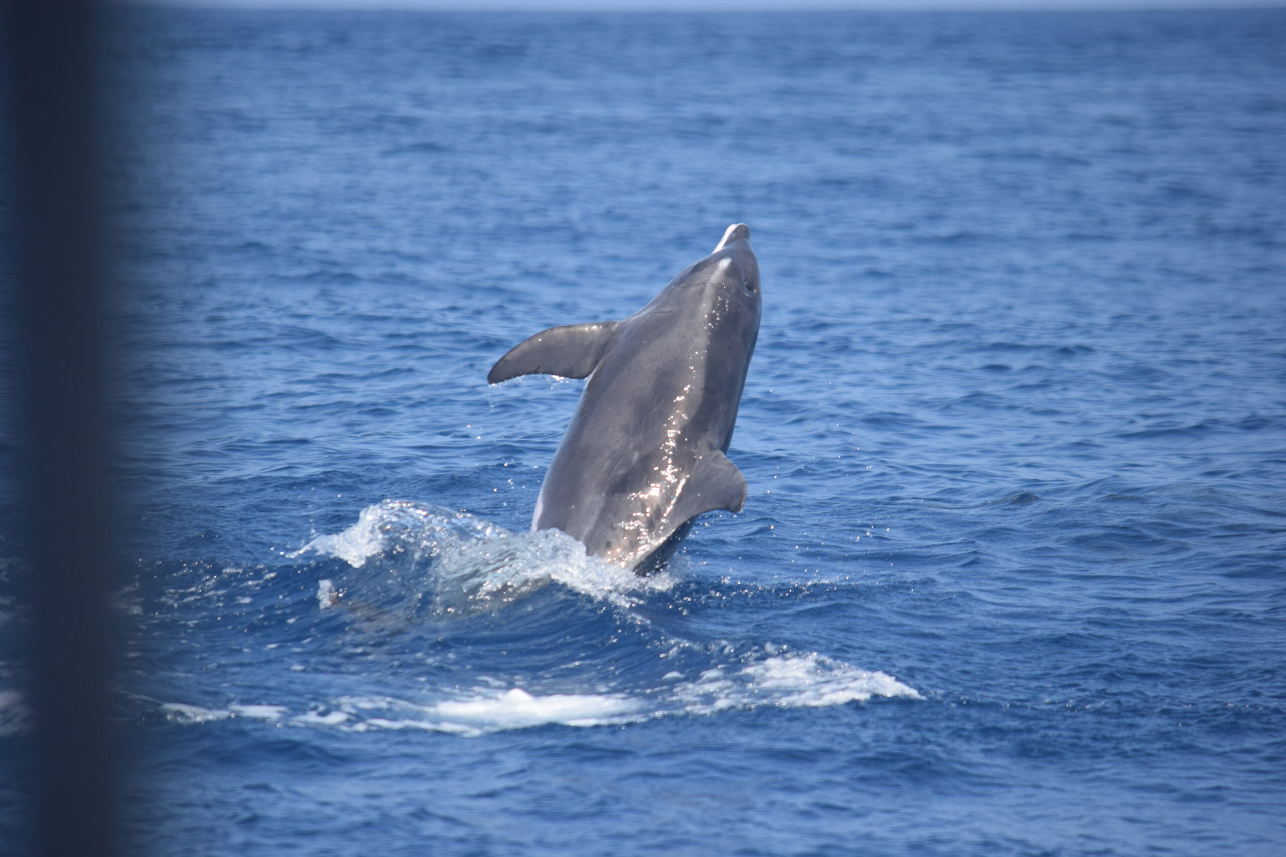 Delfines Tenerife