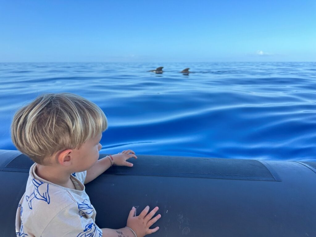 Short-finned pilot whale in the waters of Tenerife