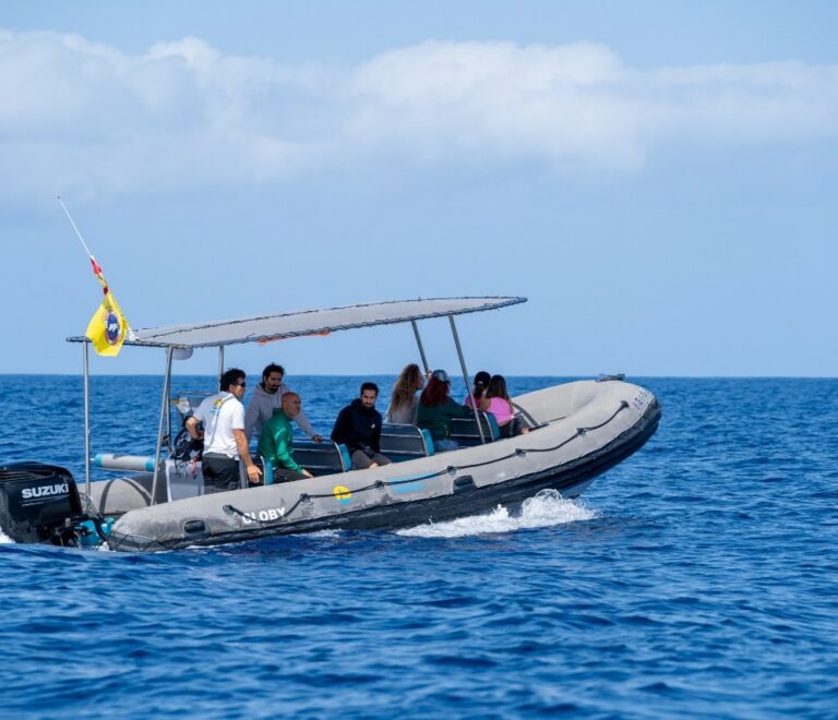 Grupo de delfines junto al barco en Costa Adeje