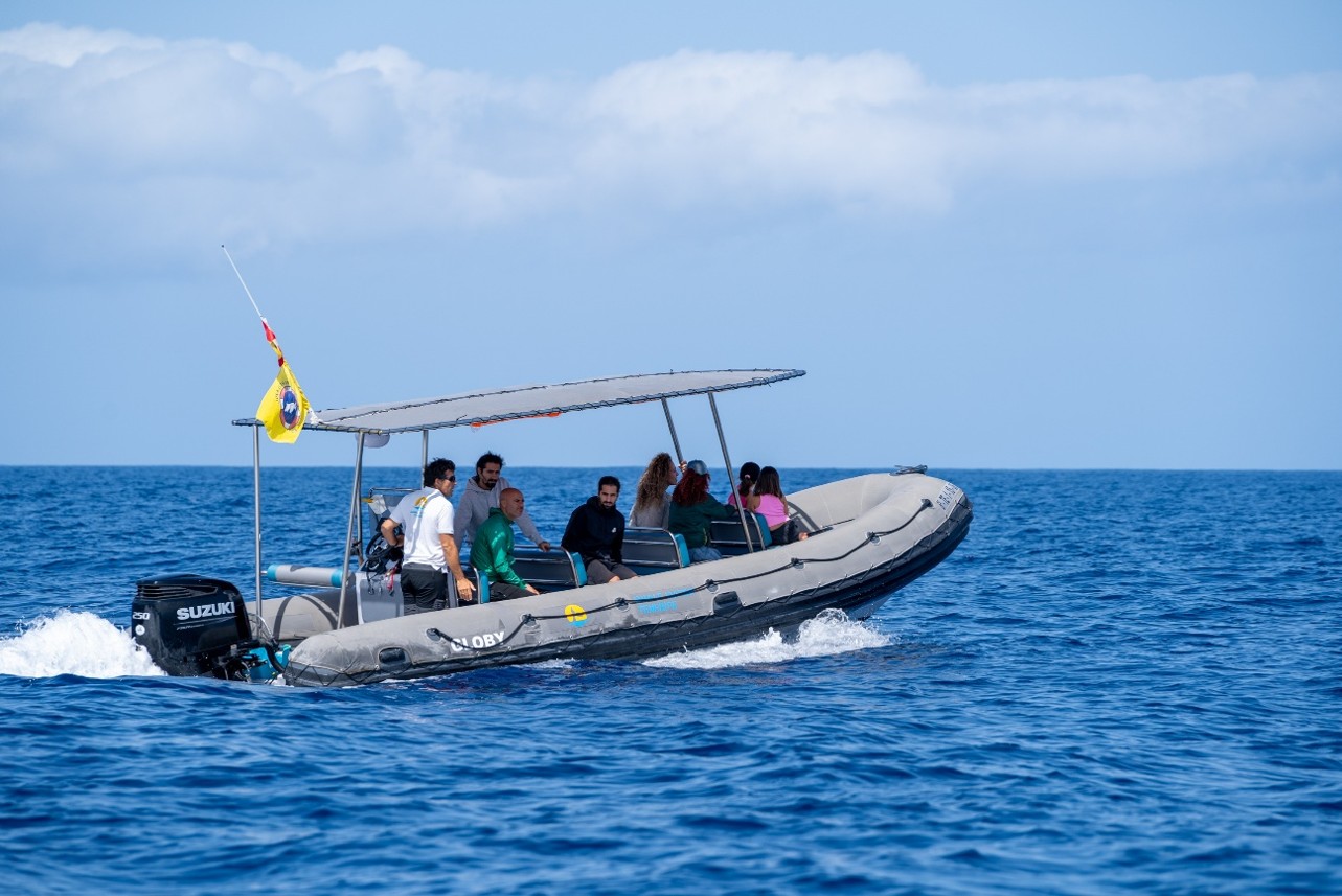 Grupo de delfines junto al barco en Costa Adeje