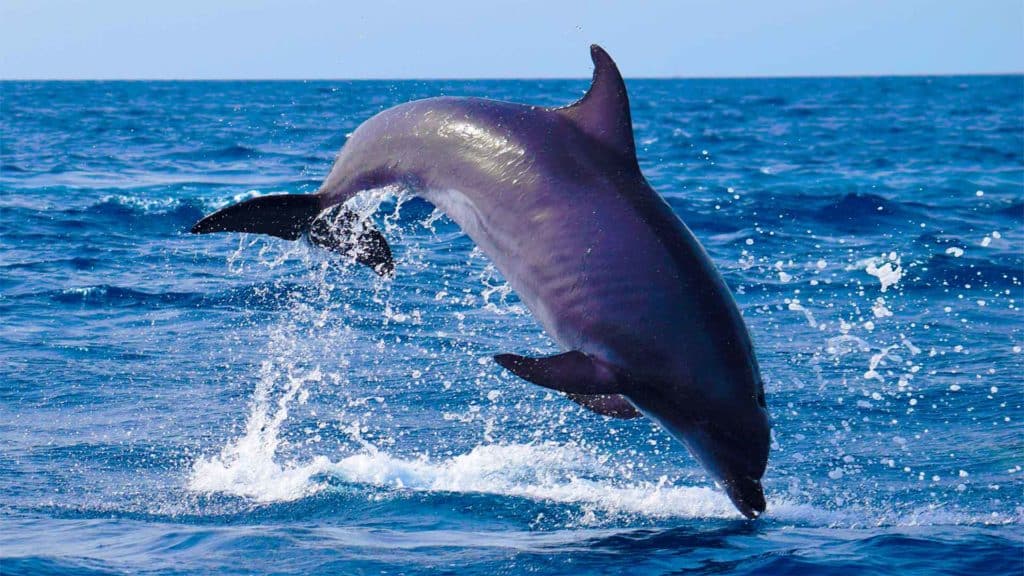Did you kow? 10 most insteresting facts about Bottlenose dolphins | Whale  Watch Tenerife