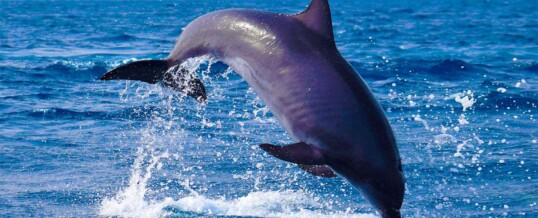 ¿Lo sabías? Los 10 datos más interesantes sobre los delfines mulares o delfín nariz de botella