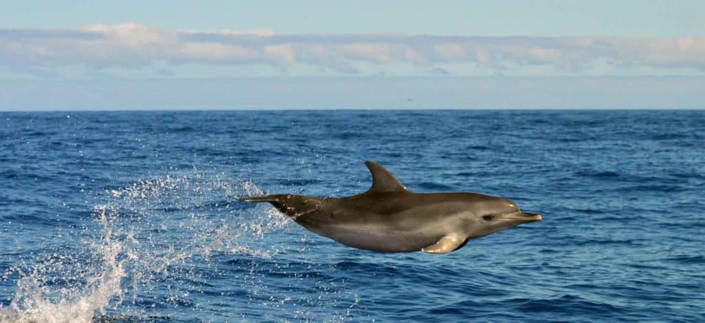 Delfín mular en Tenerife