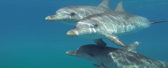 Delfines moteados en Tenerife
