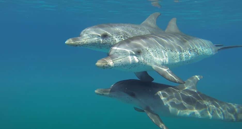 Delfín moteado Tenerife