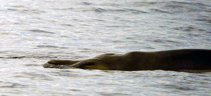 Information on the Blainville's Beaked whale species seen on Tenerife whale and dolphin watching tours.