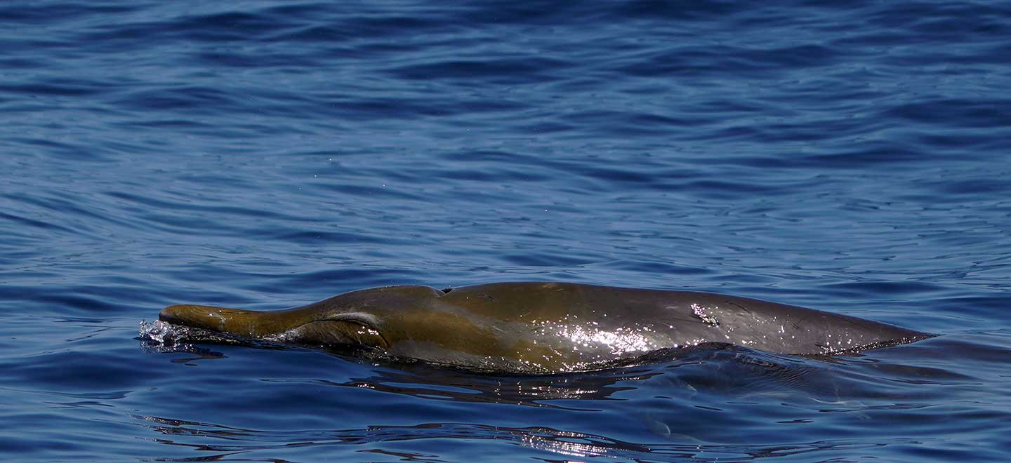 In Tenerife there are resident groups of Blainville's Beaked whales.