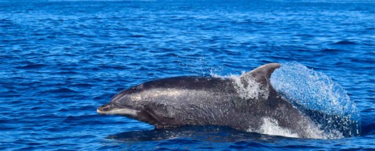 Why the Canary Islands are one of the best places in the world to do whale watching?