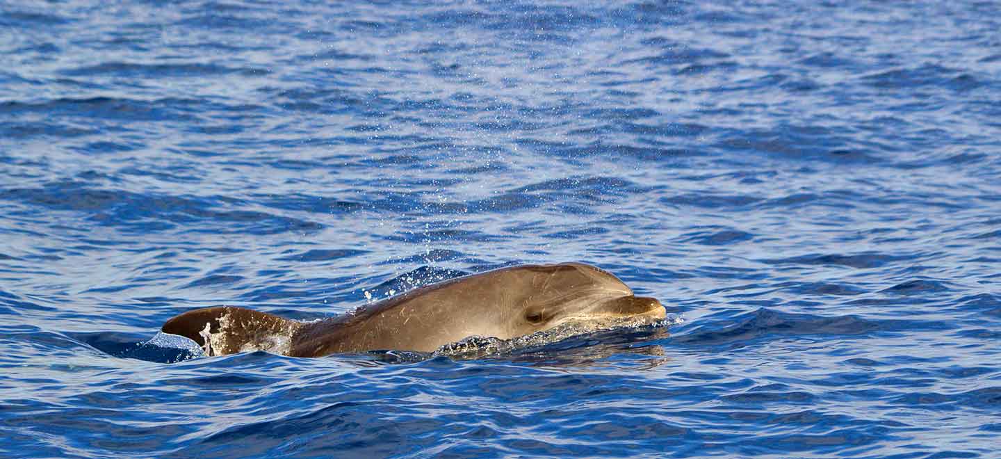 Bottlenose dolphins are a resident species in Costa Adeje Tenerife