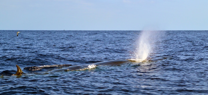 the most commonly whale species in Tenerife is the Bryde's whale