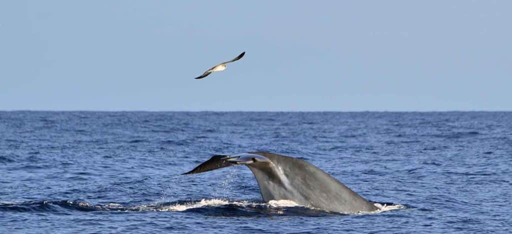 Bryde's whales are the most common species of baleen whales seen on Tenerife whale watching tours in Costa Adeje
