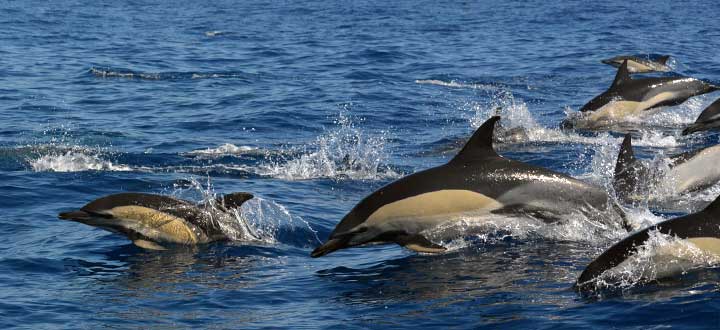Information on the Common dolphin seen along Costa Adeje in Tenerife, Canary Islands.
