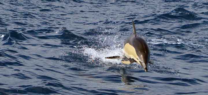 what's it like when we see Common dolphins in Tenerife