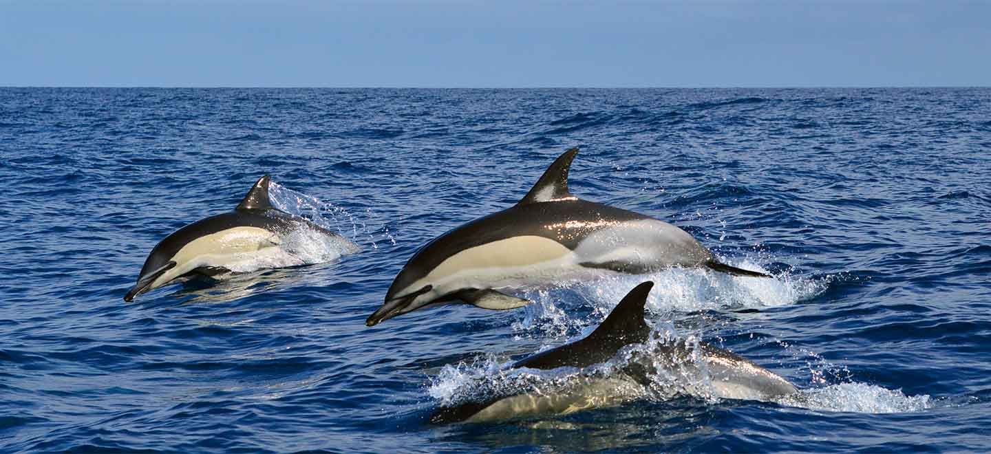 common dolphins in Costa Adeje Tenerife